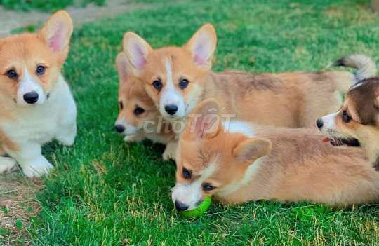 Chó Corgi thuần chủng _ chó Corgi baby