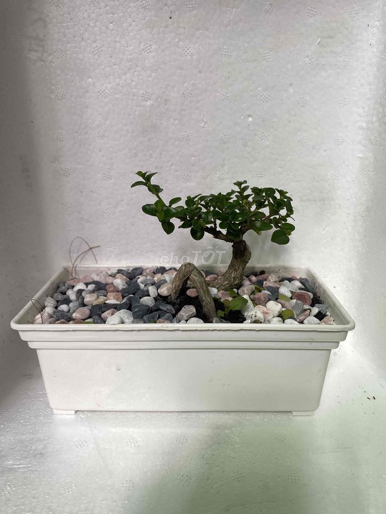 Cây cảnh Sam hương Mini để bàn. Mua bán Cây cảnh, đồ trang trí tại Quận 10 Tp Hồ Chí Minh được đăng bởi Khang Huy hình 1