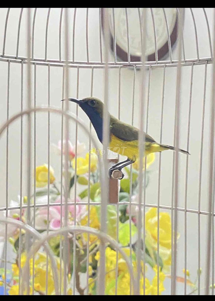 bộ hút mật 5màu hót chém. Mua bán Chim tại Quận 12 Tp Hồ Chí Minh được đăng bởi Triển hình 1