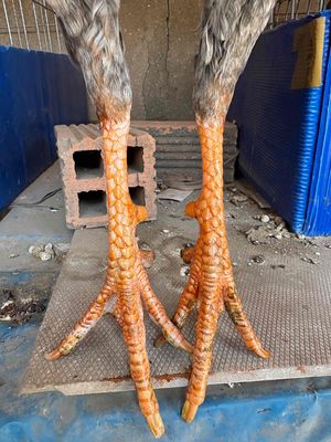 Gà Xám 1.49kg 6 tháng rưỡi