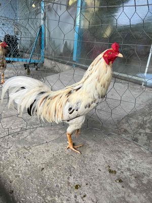 gà bướm 2k8. Mua bán Gà tại Huyện Cờ Đỏ Cần Thơ được đăng bởi Doan Toi