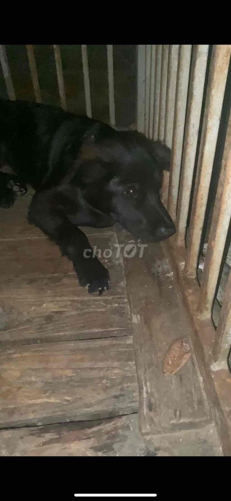 Chó lai lông dài , Lông đen. Mua bán Chó tại Huyện Quế Võ Bắc Ninh được đăng bởi Nguyễn Minh hình 2