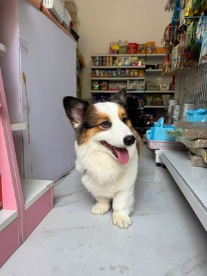 Bé Corgi - dòng dưới 10kg, lông dài màu sable. Mua bán Chó tại Quận Ninh Kiều Cần Thơ được đăng bởi Thanh Thanh