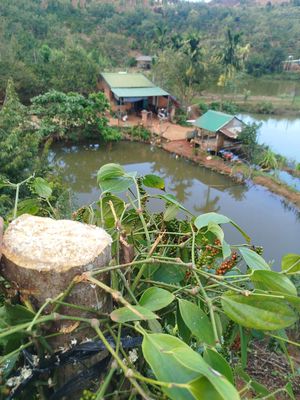 Chốt 34 vào 1,2 km. Mua bán đất tại Huyện Đắk Song Đắk Nông được đăng bởi hòa 29tuoi