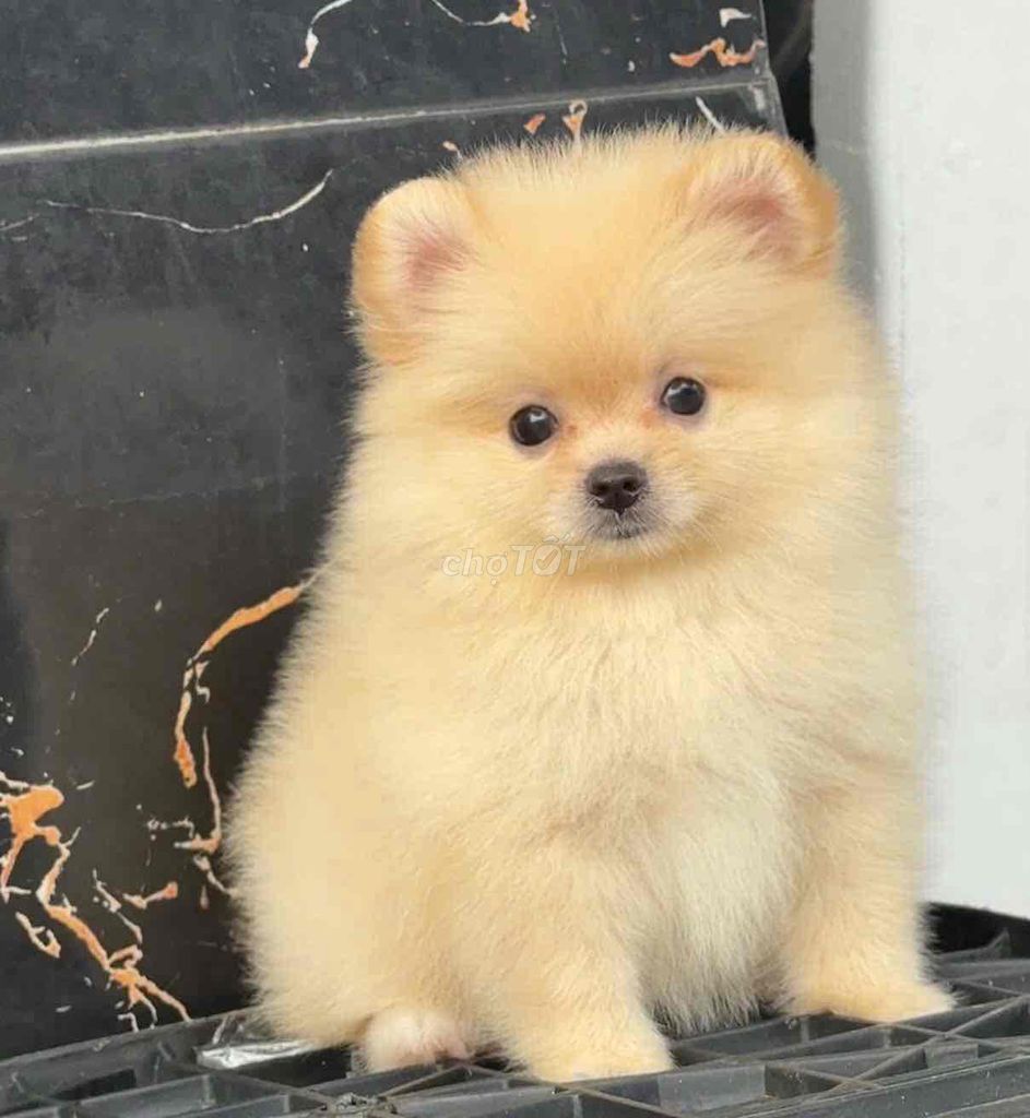 chó Pom mini siêu yêu 💝. Mua bán Chó tại Huyện Bình Chánh Tp Hồ Chí Minh được đăng bởi Huỳnh Chân hình 1