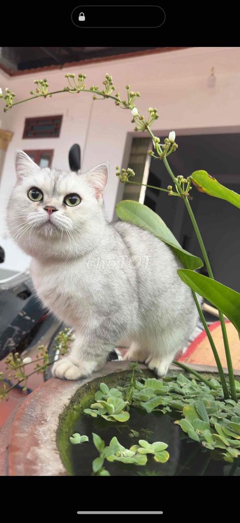 Mèo Anh lông ngắn hơn 1 tuổi đã triệt sản. Mua bán Mèo tại Huyện Hoài Đức Hà Nội được đăng bởi Lan Anh hình 1