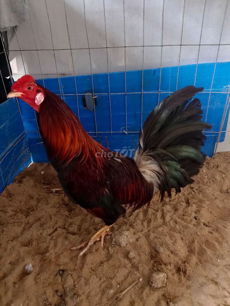 Gà chọi Đỏ đen 1.3kg. Mua bán Gà tại Thành phố Thủ Đức Tp Hồ Chí Minh được đăng bởi Thành hình 1