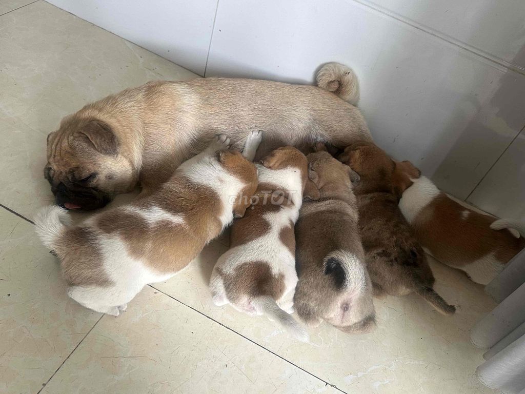 Chó Pug lai 1.5 tháng Nhiều màu. Mua bán Chó tại Thành phố Biên Hòa Đồng Nai được đăng bởi Thuỳ Dương hình 1