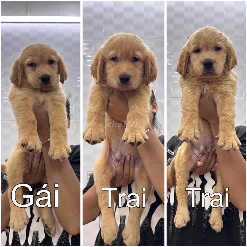 Chó Golden Retriever cái đực 50 ngày. Mua bán Chó tại Huyện Nhà Bè Tp Hồ Chí Minh được đăng bởi Thanh Dus hình 1