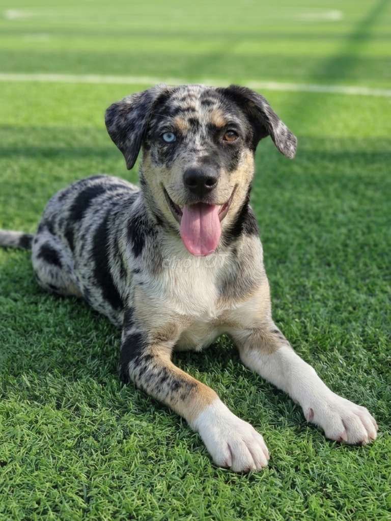 Labrador thuần chủng Meler đã tiêm có sổ bảo hành. Mua bán Chó tại Quận Tân Bình Tp Hồ Chí Minh được đăng bởi Thi Thi hình 1