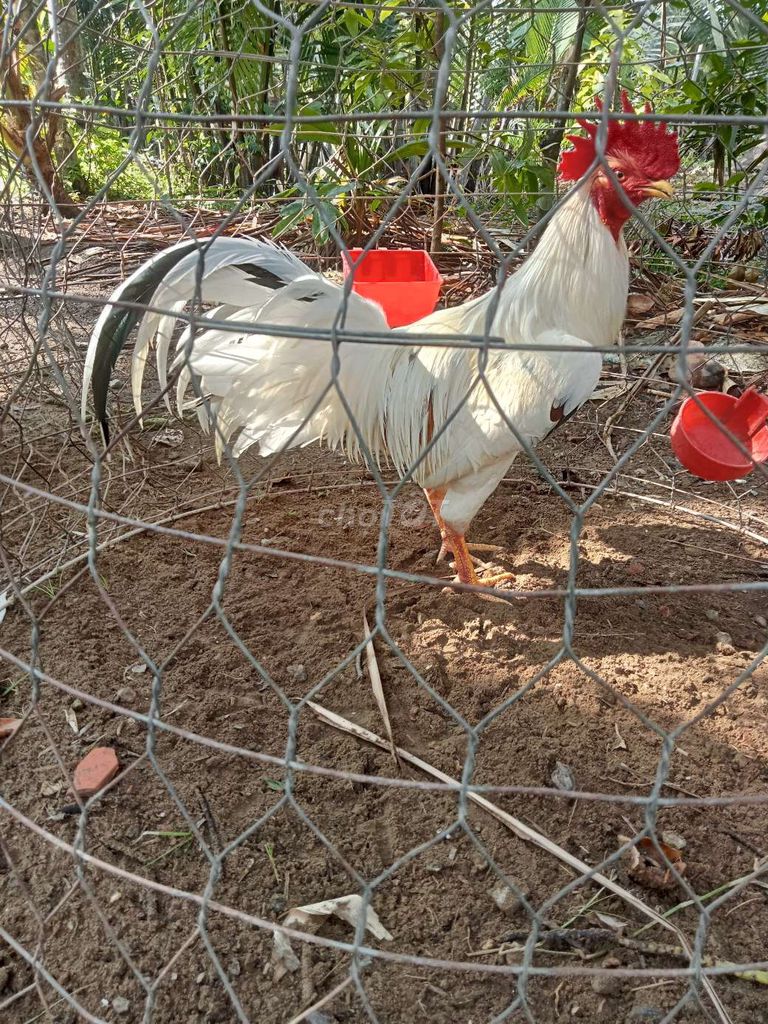 Gà Trắng Đực 7 tháng. Mua bán Gà tại Huyện Mỏ Cày Bắc Bến Tre được đăng bởi Thanh hung hình 1