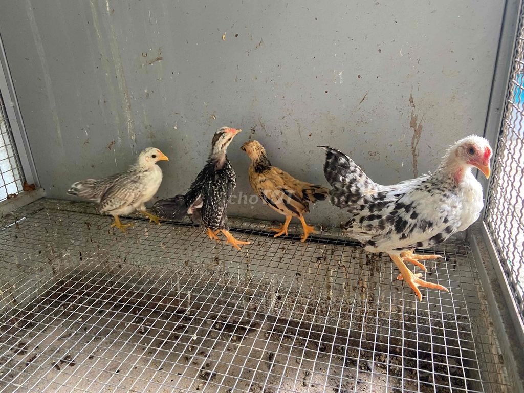 Gà Tre 2 tháng tuổi Đa sắc. Mua bán Gà tại Huyện Hòa Thành Tây Ninh được đăng bởi Trọng Khải hình 1