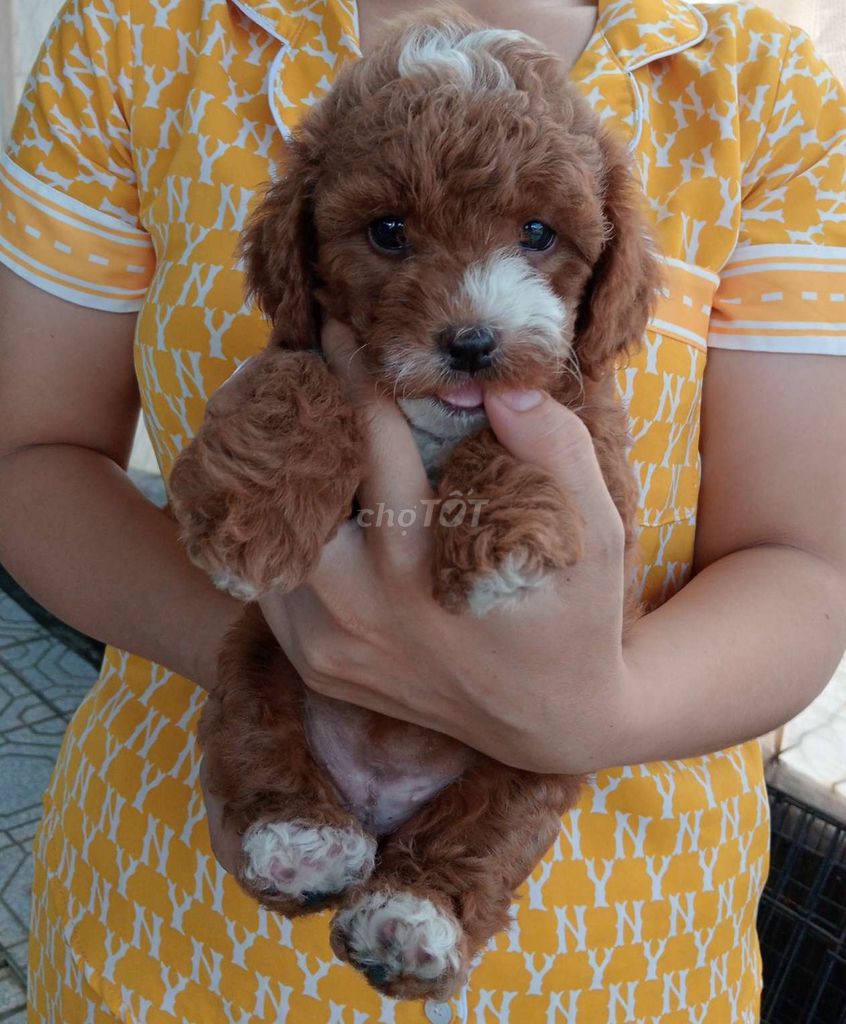 Chó Poodle con. Mua bán Chó tại Huyện Gò Dầu Tây Ninh được đăng bởi trần thị thu hạnh  hình 4