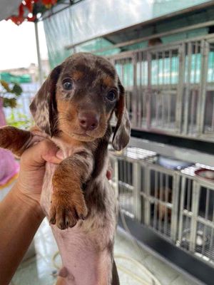 Chó lạp xưởng loang socola thuần chủng. Mua bán Chó tại Quận 12 Tp Hồ Chí Minh được đăng bởi Py Nguyễn