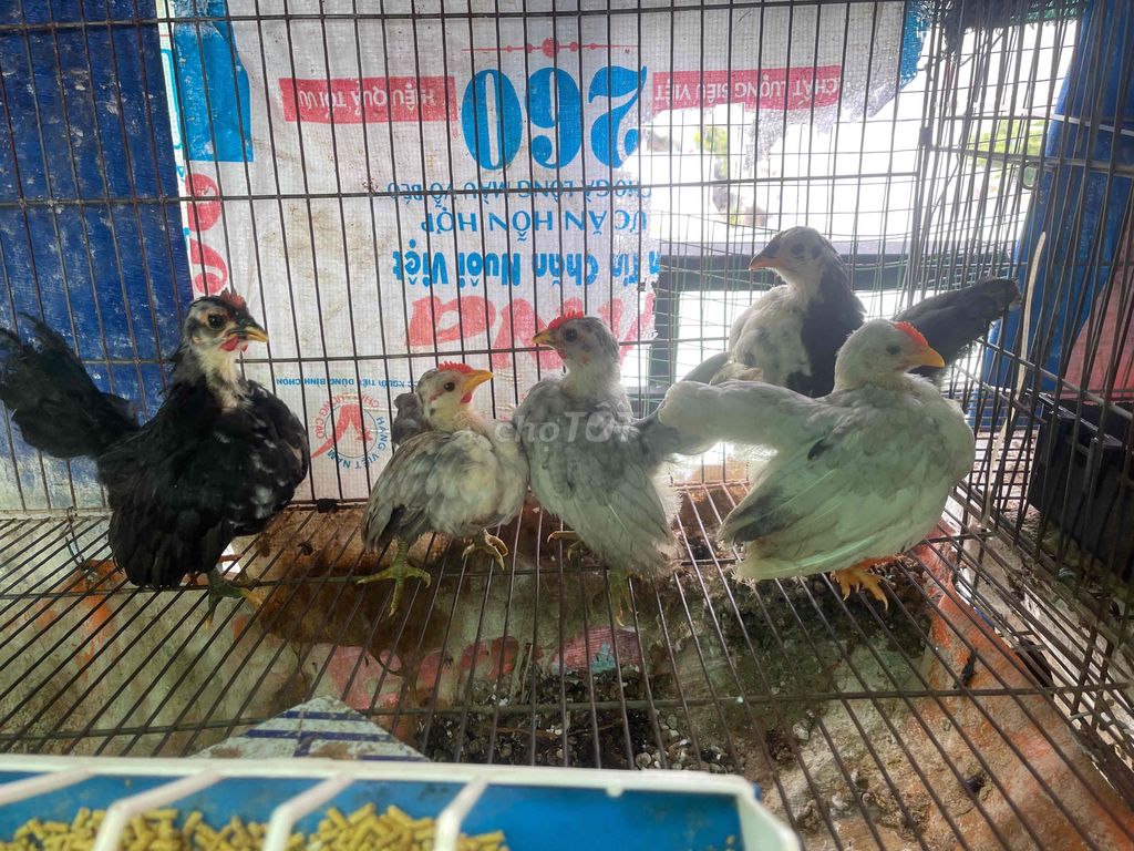 Gà Serama 4 trống 1 mái. Mua bán Gà tại Quận Bình Tân Tp Hồ Chí Minh được đăng bởi Gia Huy hình 1