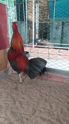 điều 2k5 trạng 2k7 đá tơ zin lông mới tinh ko lỗi. Mua bán Gà tại Thành phố Thủ Đức Tp Hồ Chí Minh được đăng bởi Chiến kê