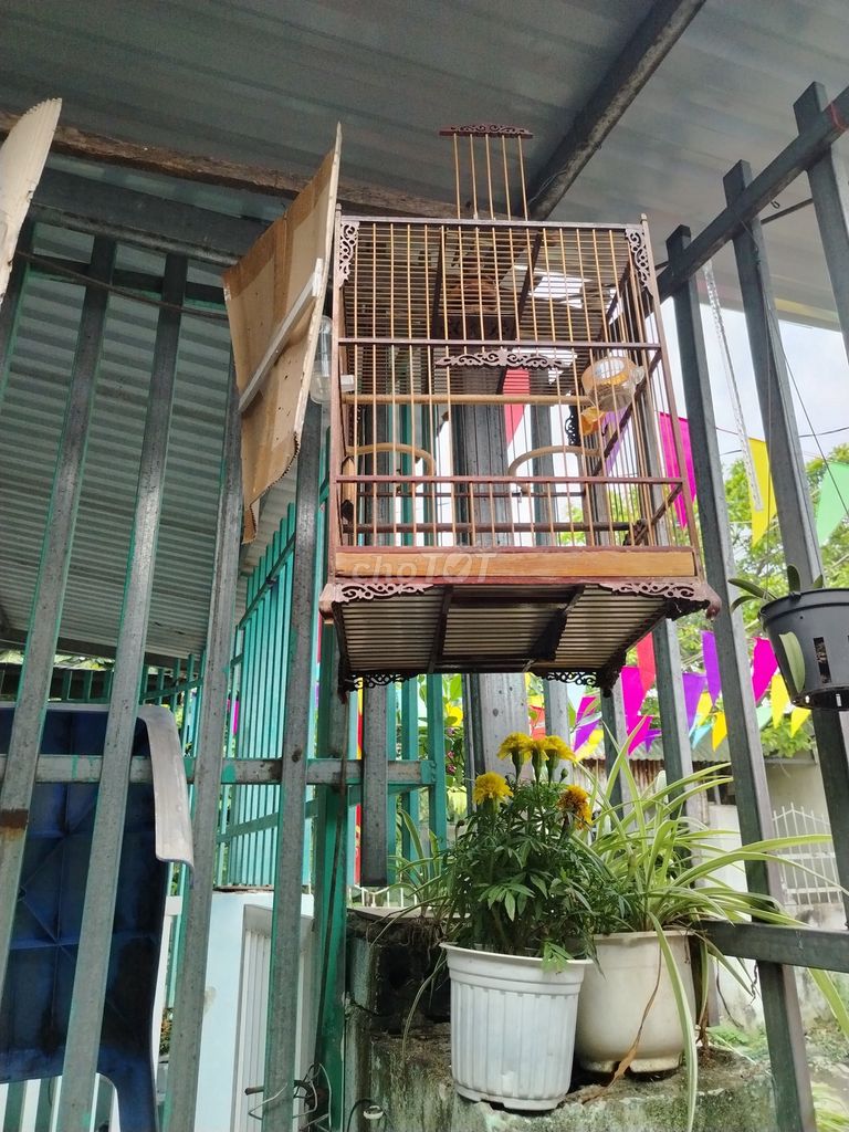 Lồng chim Chào mào gỗ. Mua bán Phụ kiện, Thức ăn, Dịch vụ tại Quận Liên Chiểu Đà Nẵng được đăng bởi Mẫn hình 1