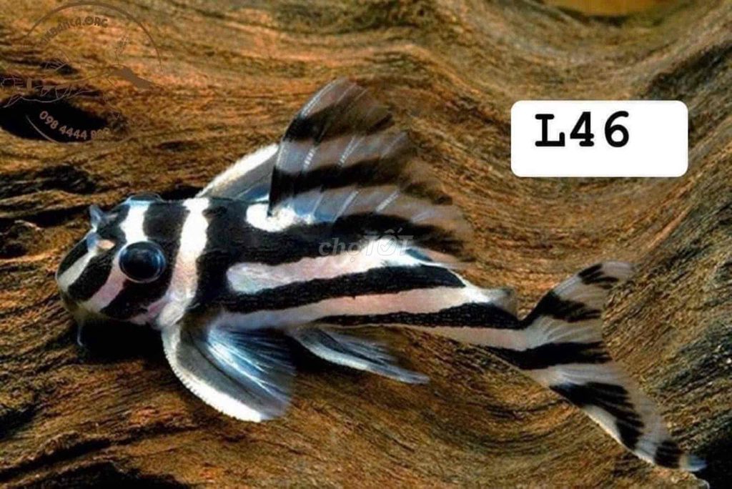 Pleco những ngôi sao lấp lánh