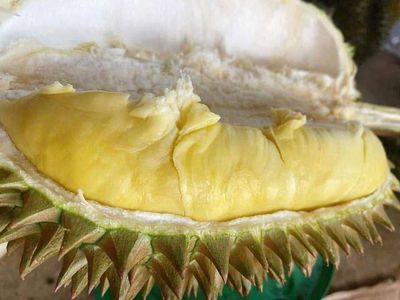Sầu riêng Thái Dona Đăk Lăk vàng béo ngọt
