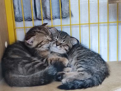 Mèo 2 tháng ALN thuần, khoẻ đẹp nhà chăm kỹ. Mua bán Mèo tại Quận 3 Tp Hồ Chí Minh được đăng bởi Trần Ninh Cơ
