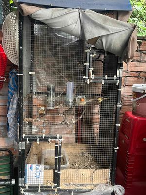 Chim chào mào một cặp hơn 1 năm