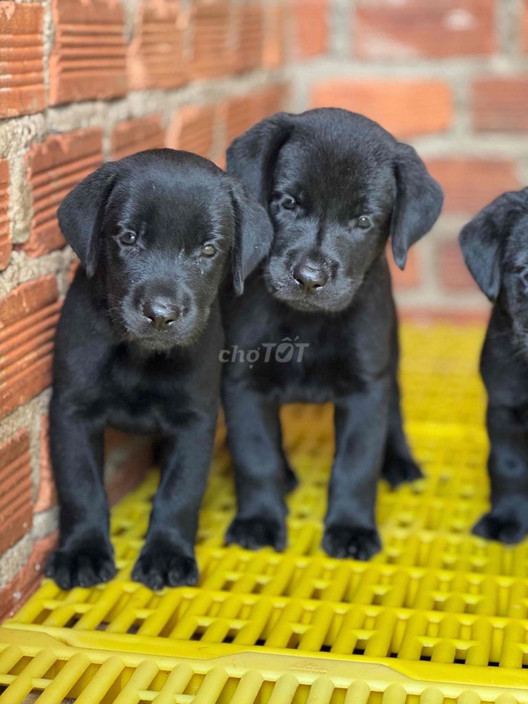 Labrador màu đen phong thuỷ tim bát mới ☘️☘️☘️. Mua bán Chó tại Thành phố Bà Rịa Bà Rịa - Vũng Tàu được đăng bởi Huyền chip hình 3
