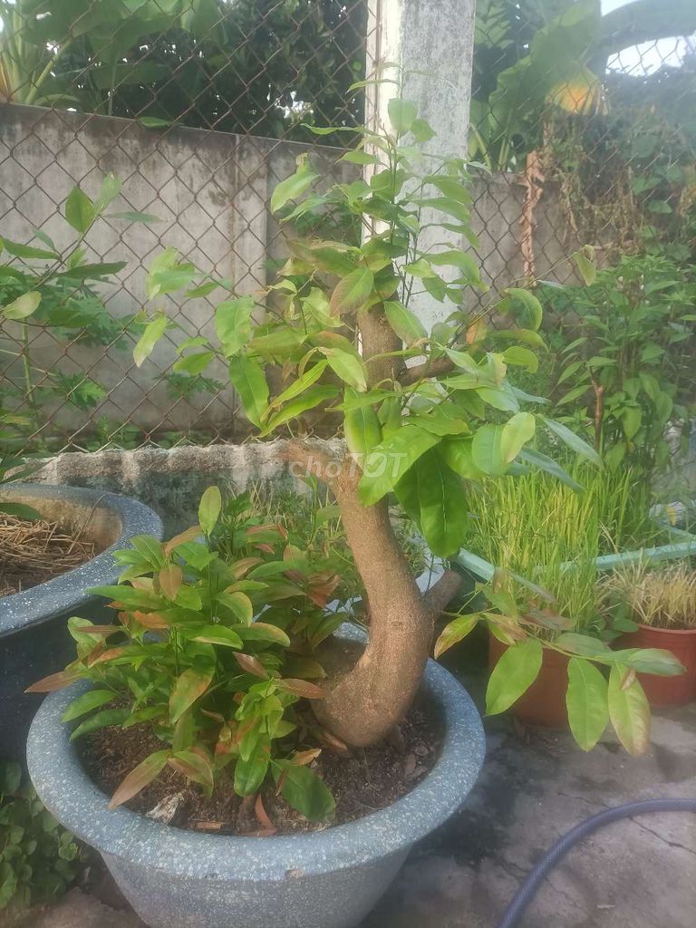 Mai khỏe mạnh. Mua bán Cây cảnh, đồ trang trí tại Thành phố Bà Rịa Bà Rịa - Vũng Tàu được đăng bởi Nguyễn Minh  hình 1