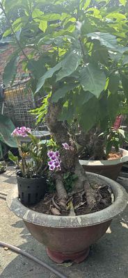 lộc vừng. Mua bán Cây cảnh, đồ trang trí tại Quận 12 Tp Hồ Chí Minh được đăng bởi Ngọc Luân