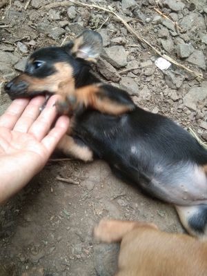 Chó Lạp Xưởng con đã sổ lãi