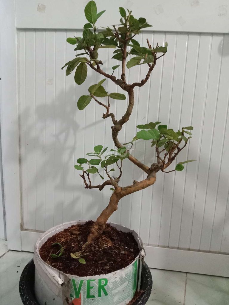 Ổi ta  bonsai mini