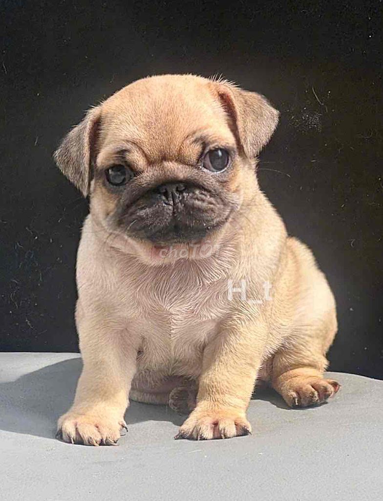 pug xệ heo chuẩn thái. Mua bán Chó tại Quận Bình Tân Tp Hồ Chí Minh được đăng bởi huỳnh thật  hình 4