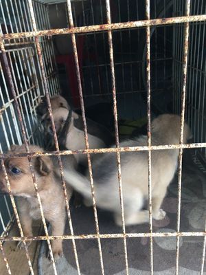 Phú quốc lai vừa mở mắt, đã biết ăn