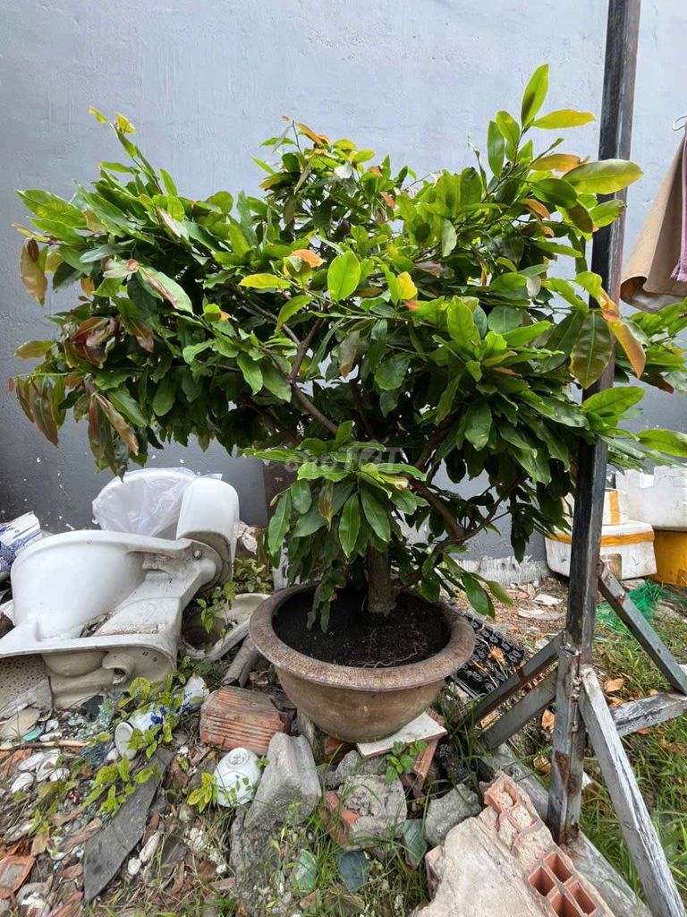 Mai vàng giảo Thủ đức. Mua bán Cây cảnh, đồ trang trí tại Thành phố Dĩ An Bình Dương được đăng bởi ken hình 1