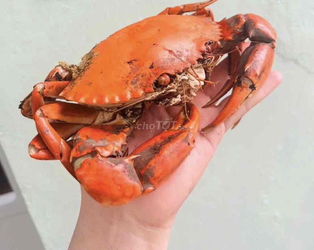 bán cua gạch son đỏ. Mua bán Đồ ăn, thực phẩm và các loại khác tại Huyện Hóc Môn Tp Hồ Chí Minh được đăng bởi Hôm Nay Ăn Gì hình 1