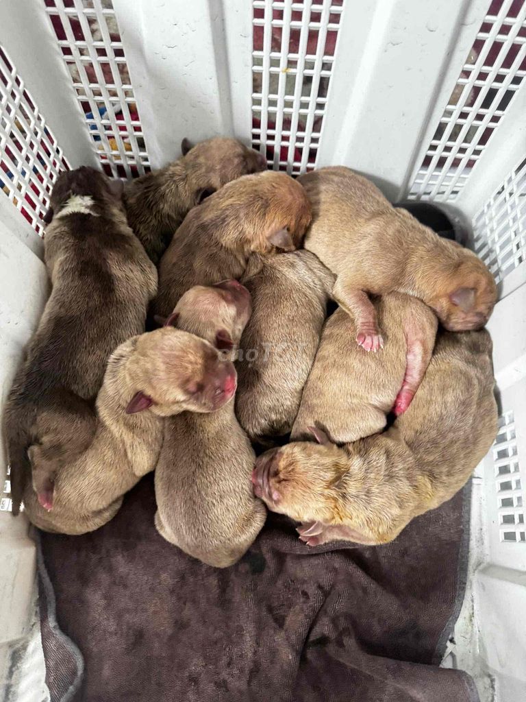 chó bully nhà đẻ. Mua bán Chó tại Huyện Bình Chánh Tp Hồ Chí Minh được đăng bởi Nguyễn Tiến hình 1