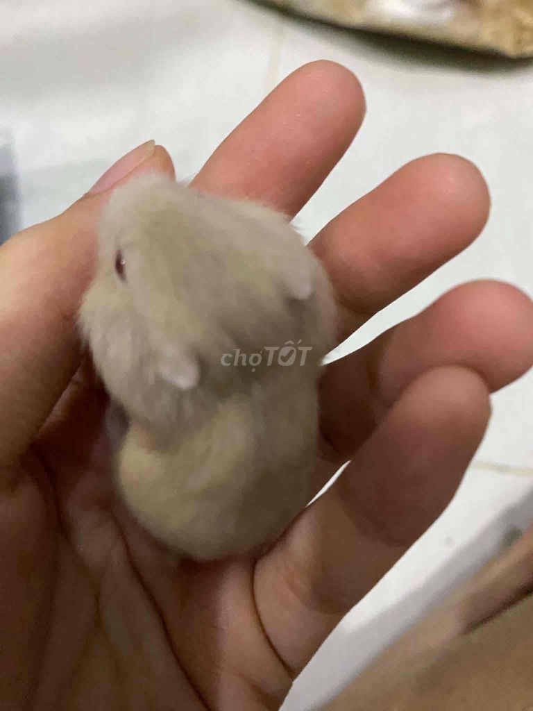 Hamster Winter White 3 tuần tuổi. Mua bán Thú cưng khác tại Quận Gò Vấp Tp Hồ Chí Minh được đăng bởi hào gà cỏ hình 1