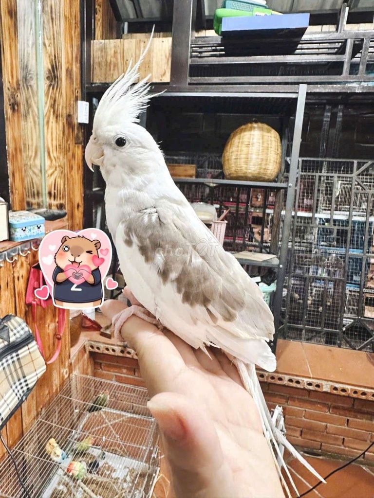 Chim Vẹt Cockatiel. Mua bán Chim tại Huyện Hóc Môn Tp Hồ Chí Minh được đăng bởi Quỳnh Quỳnh hình 1