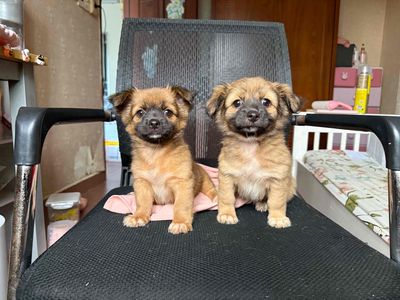 cặp nhật lai bắc kinh lùn mini nhà nuôi