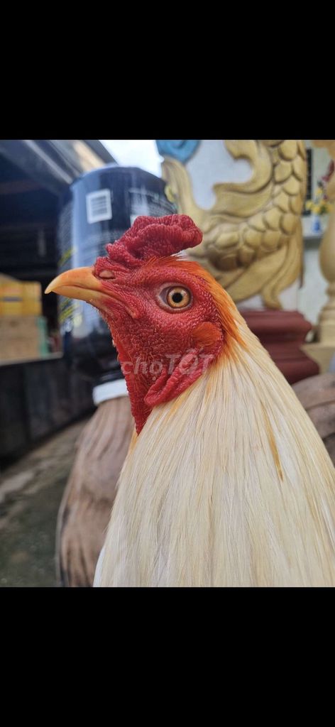 Bướm Thái Mỹ . Mua bán Gà tại Thành phố Tân An Long An được đăng bởi Nguyễn Khánh  hình 1