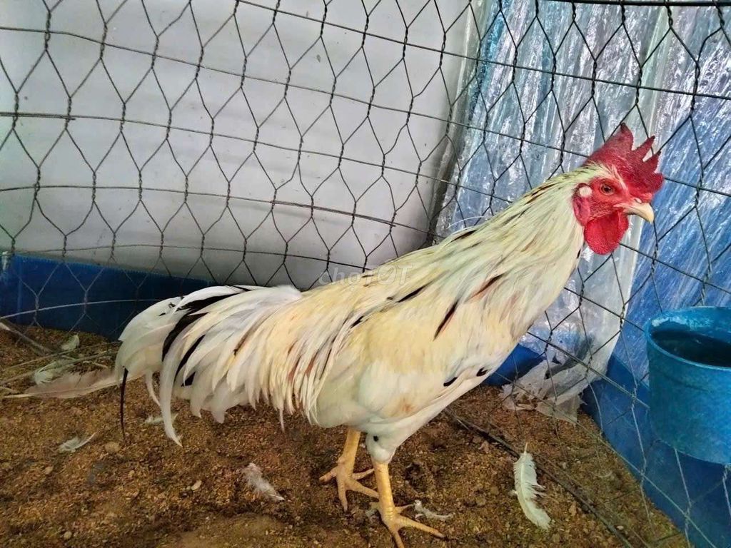Gà chọi Đực Trắng 2.7kg. Mua bán Gà tại Huyện Chợ Gạo Tiền Giang được đăng bởi Trại gà nồi Trần Duy hình 1