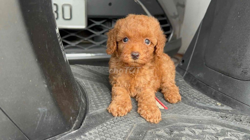 Chó Poodle Tiny nâu đỏ 50 ngày tuổi. Mua bán Chó tại Huyện Củ Chi Tp Hồ Chí Minh được đăng bởi Kim Hân  hình 1