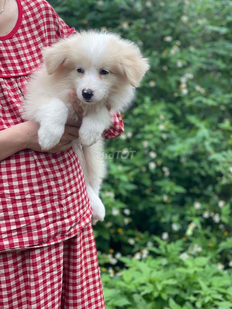 Chó Border Collie Trắng. Mua bán Chó tại Huyện Cư Kuin Đắk Lắk được đăng bởi Hồ Viết Đức hình 1