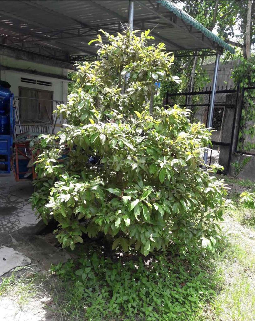 Mai kiểng 20-40cm. Mua bán Cây cảnh, đồ trang trí tại Huyện Đức Linh Bình Thuận được đăng bởi Duy Phượng hình 1