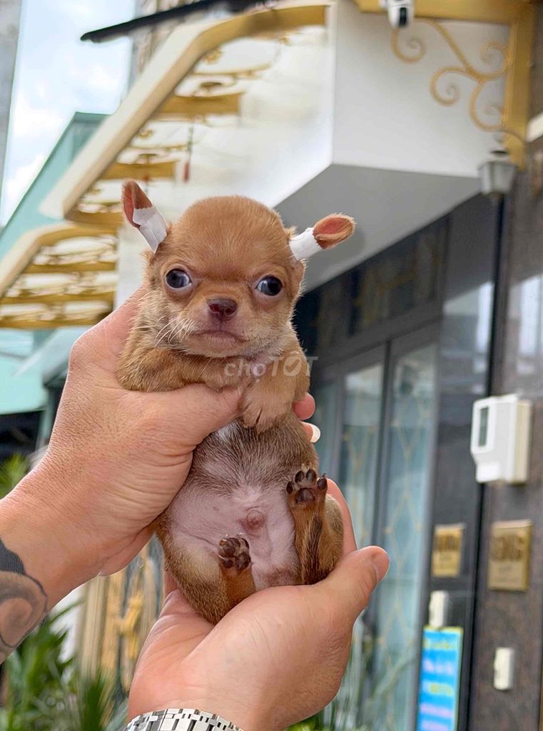 Chó Chihuahua Vàng Đực. Mua bán Chó tại Quận Bình Tân Tp Hồ Chí Minh được đăng bởi Kyn hình 1