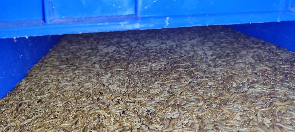 Sâu mealworm "sữa, thái, trung" 500g- 1kg. Mua bán Phụ kiện, Thức ăn, Dịch vụ tại Quận 6 Tp Hồ Chí Minh được đăng bởi Đông Sử hình 2