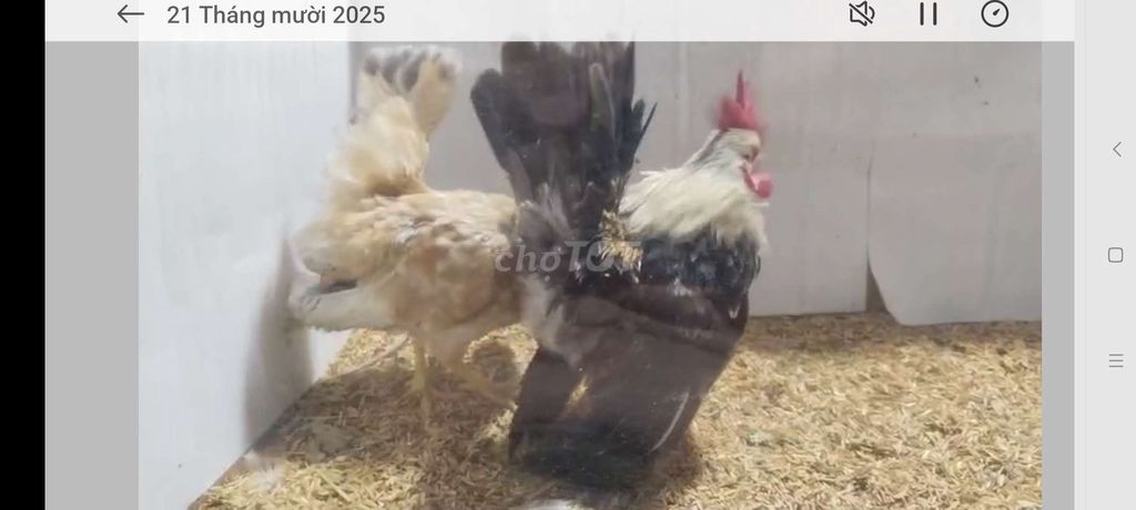 CẶP GÀ SERAMA TRỐNG ĐIỀU XÁM MÁI ĐIỀU BÔNG 27. Mua bán Gà tại Quận 8 Tp Hồ Chí Minh được đăng bởi THUẬN PHÁT SERAMA hình 7