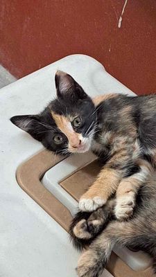 Mèo lai Anh lông ngắn , 2 tháng tuổi. Mua bán Mèo tại Quận Hoàng Mai Hà Nội được đăng bởi Nguyễn Thị Phượng