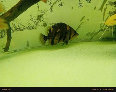 Cá Hổ Sumatra 20-21cm