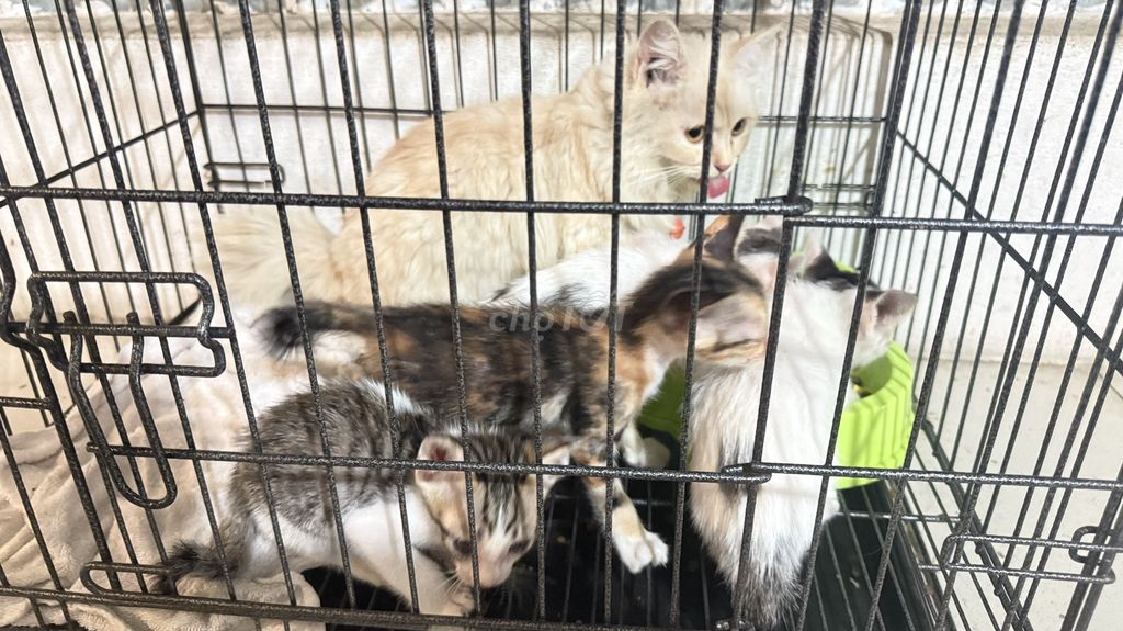 Mèo gần 2 tháng tuổi nhiều màu. Mua bán Mèo tại Quận 7 Tp Hồ Chí Minh được đăng bởi Thành Tâm hình 1