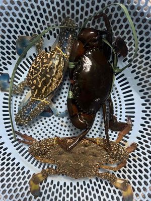 cua biển + ghẹ xanh thiên nhiên. Mua bán Đồ ăn, thực phẩm và các loại khác tại Quận Liên Chiểu Đà Nẵng được đăng bởi Tên chưa cung cấp